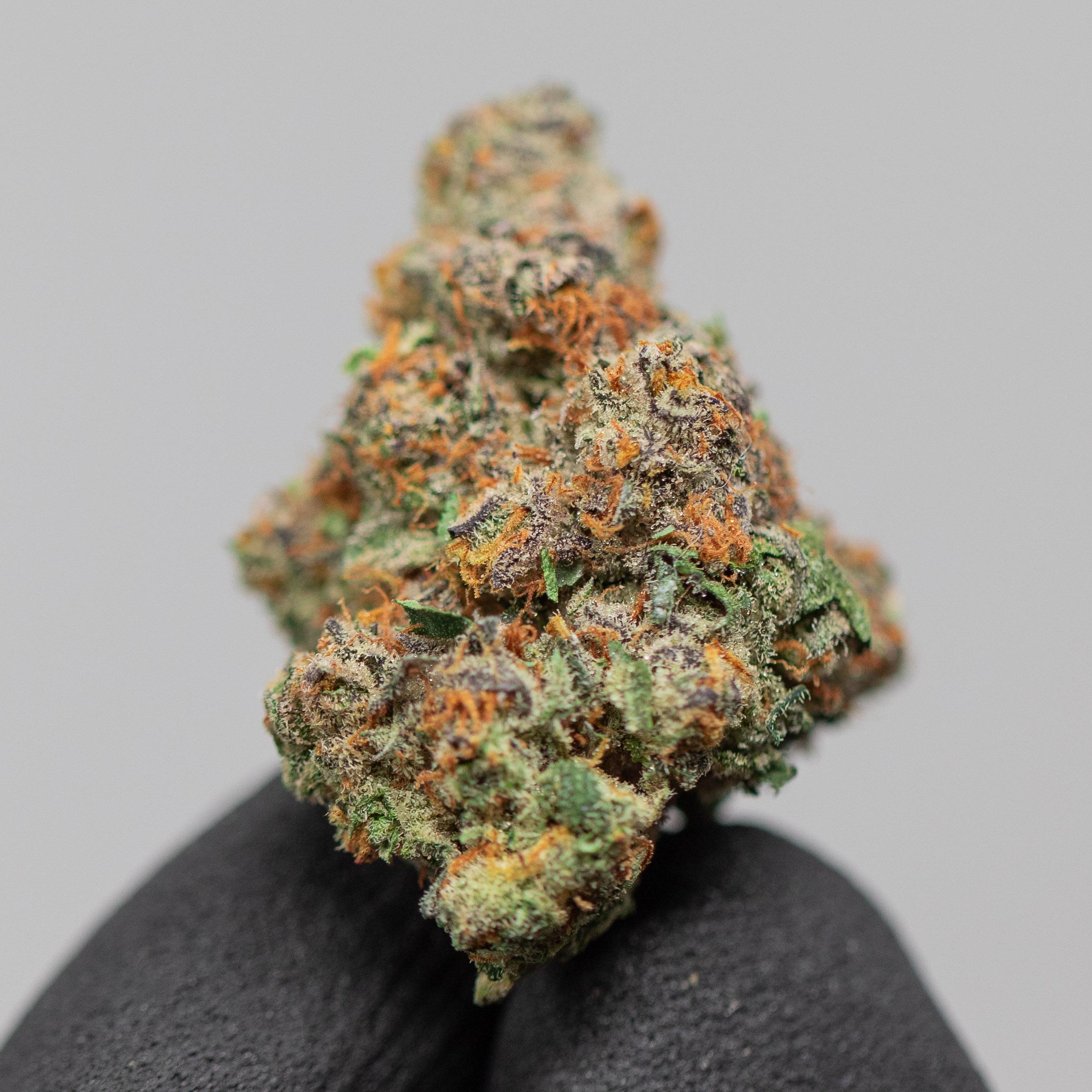 Guava Zarburst - Indoor Private Reserve Flower