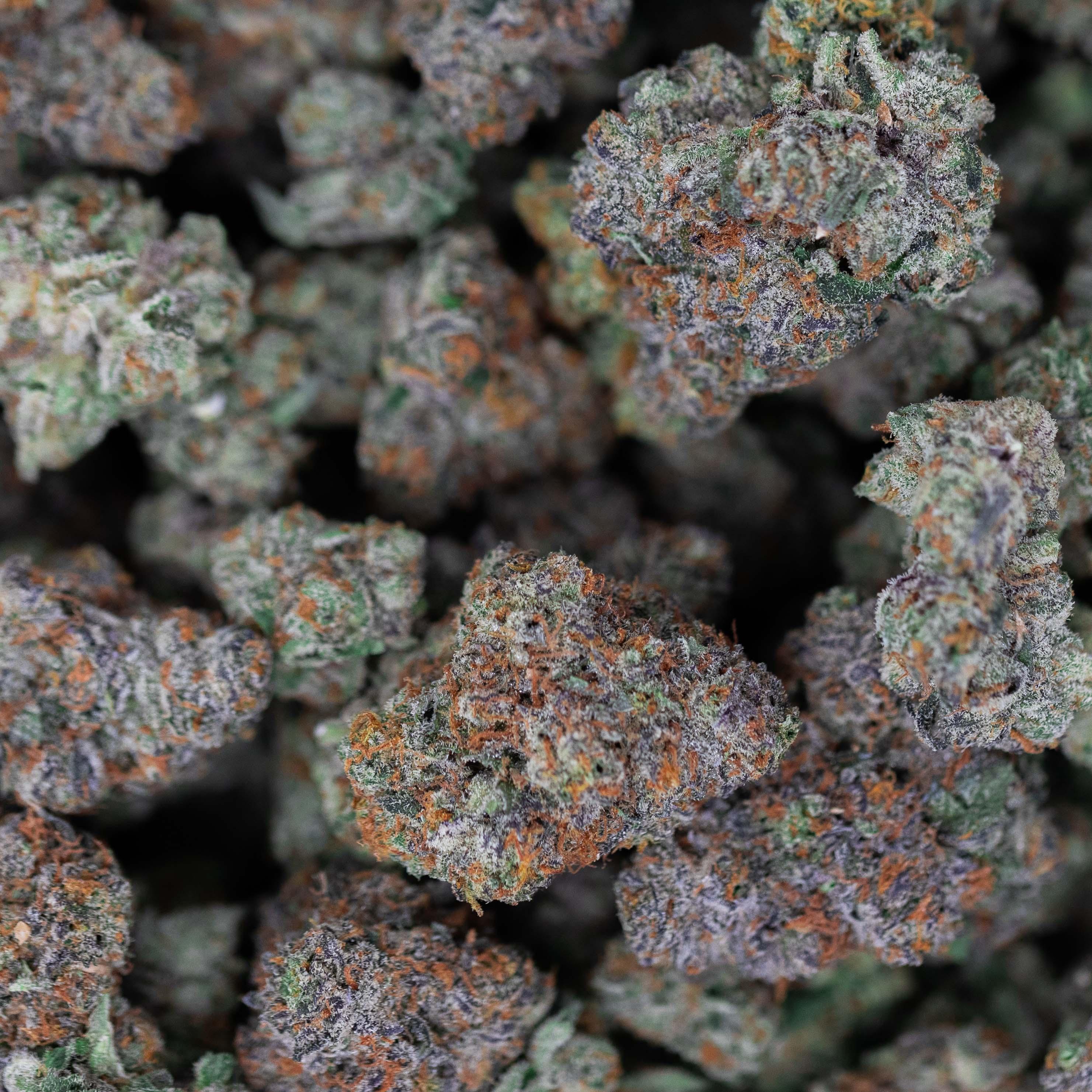 Guava Zarburst - Indoor Private Reserve Flower - Image 2