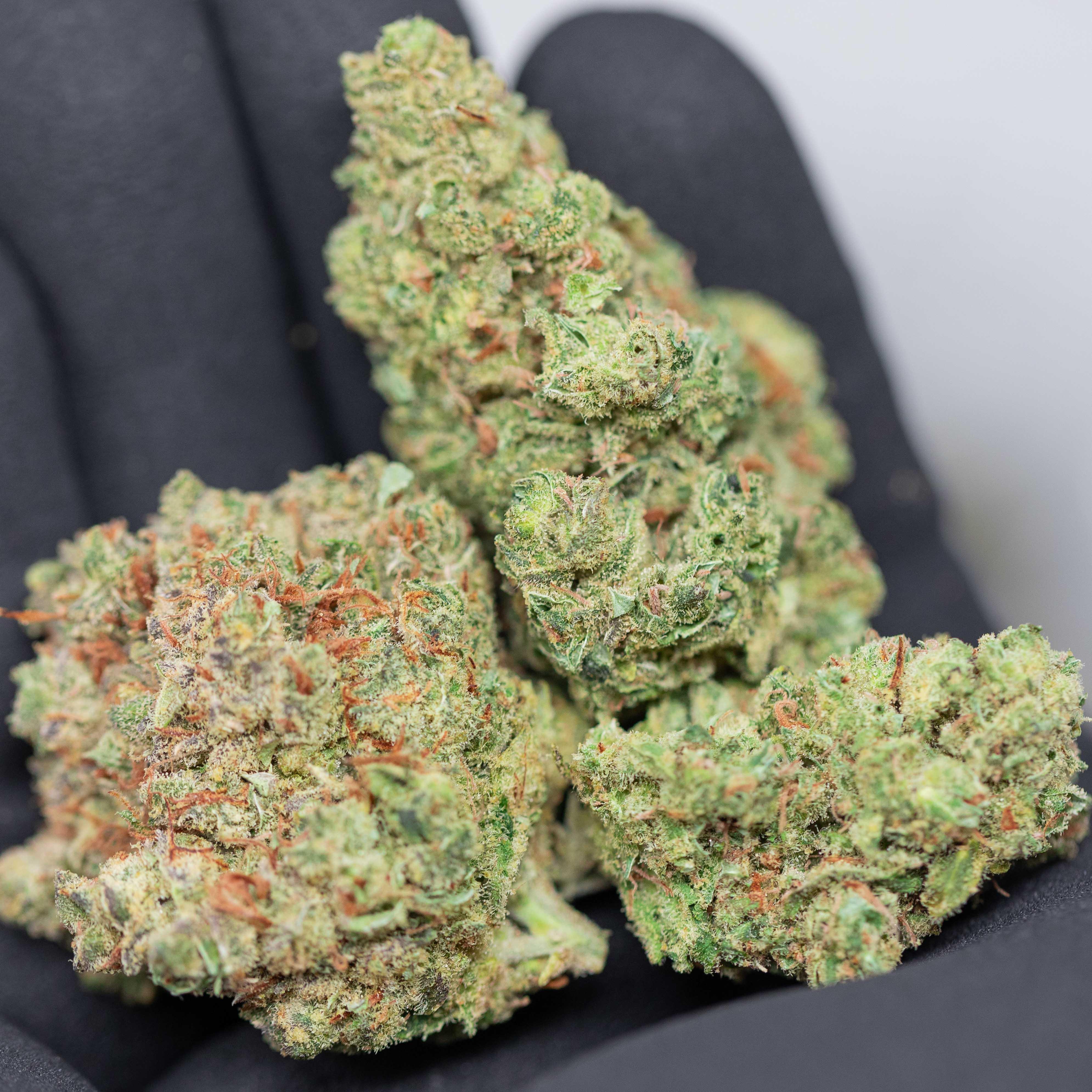 Jack Herer - Indoor Private Reserve Flower