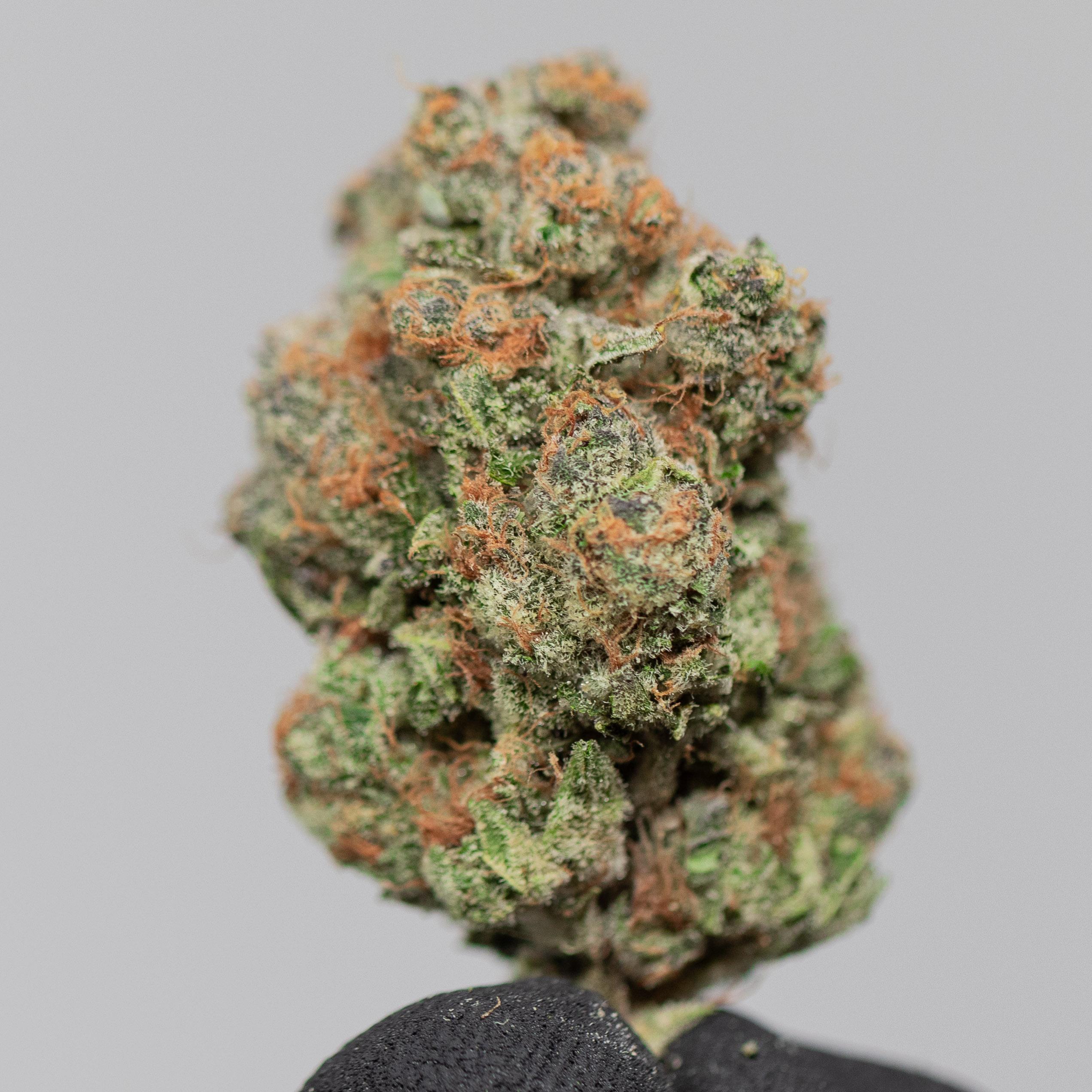 Orange Creamsicle - Indoor Private Reserve Flower